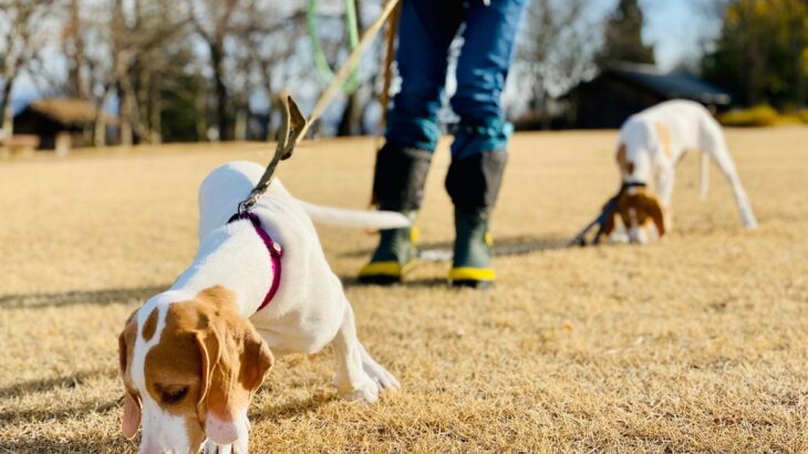 愛犬が楽しそうに散歩をしないのはなぜ？考えられる原因と愛犬のためにできること(ブログ)