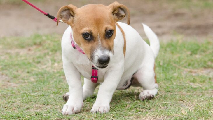 犬が散歩を嫌がるようになってしまう原因3つ　飼い主がしてはいけないNG行為と散歩好きになる秘訣をご紹介(ブログ)