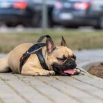 犬が『暑すぎてキツイとき』に見せる行動とは　4つのサインと熱中症になりうる見逃してはいけない症状や対処法をご紹介(ブログ)