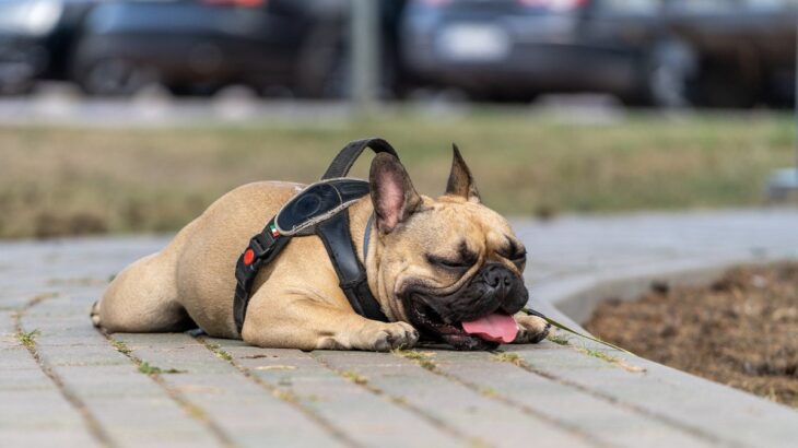 犬が『暑すぎてキツイとき』に見せる行動とは　4つのサインと熱中症になりうる見逃してはいけない症状や対処法をご紹介(ブログ)