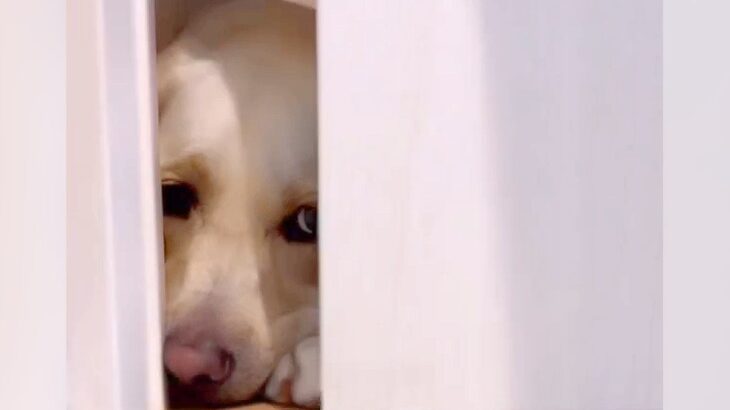お風呂からあがったら大型犬が…ドアの向こうでしていた『健気すぎる行動』が泣けると43万再生「我慢してる…」「胸が締め付けられた」と感動(ブログ)