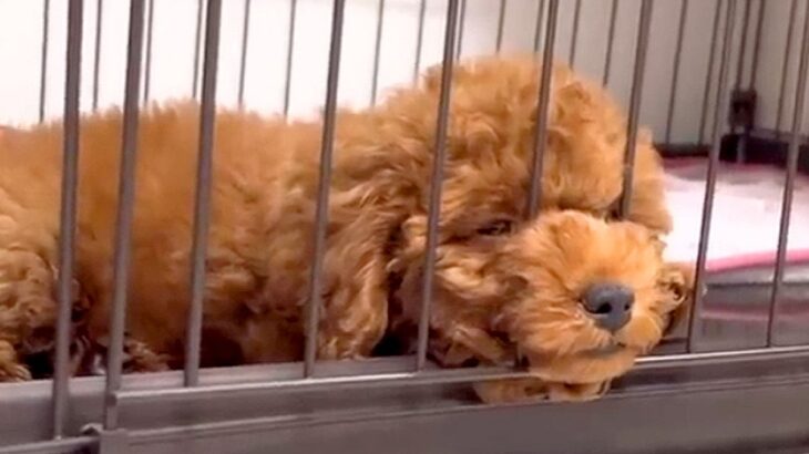 元気がない『売れ残りの犬』を飼った結果…ボロボロの姿と飼い主の覚悟が137万再生「なんて心優しい人」「たくさん幸せになってほしい」(ブログ)