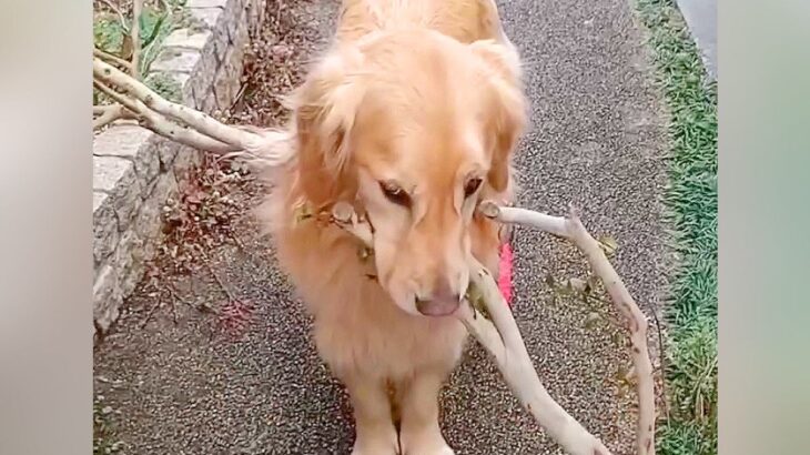 大型犬が『大きな枝を拾った』結果…どうしても持ち帰ろうとする姿が『男子小学生のようだ』と47万再生「運ぶの可愛すぎるｗ」「一生懸命」(ブログ)