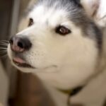 大型犬が『ママに怒られてしまった』結果…思った以上に『言い訳が止まらない姿』が子どものようだと77万再生「饒舌で草」「反省はしてるｗ」(ブログ)