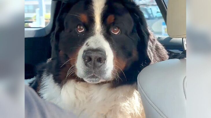 夏、超大型犬が『車に乗った』結果…まさかの『エアコンMAX要求』が可愛すぎると171万再生「指さすの草」「一生懸命伝えてるｗ」と大絶賛(ブログ)