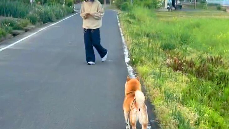 犬に『いないはずの家族とすれ違うドッキリ』を仕掛けた結果…涙溢れる『感動の一部始終』が678万再生「これだから犬ってやつは」「最高」(ブログ)