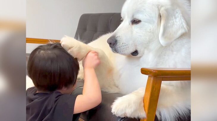 男の子が『白くまのような超大型犬』と仲良くなった結果…可愛すぎる『撫であいっこ』が353万再生の反響「ほっこり」「鼻ツンたまらん」(ブログ)