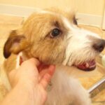 ペットサロンが大嫌いな犬(ブログ)