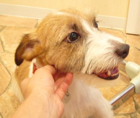 ペットサロンが大嫌いな犬(ブログ)