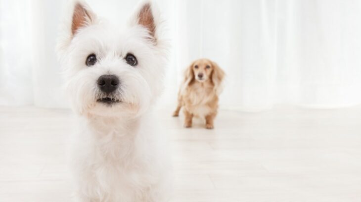 飼い主が『外出する時』の愛犬の心理２つ　寂しいと感じてる？不安を解消する方法はあるの？(ブログ)