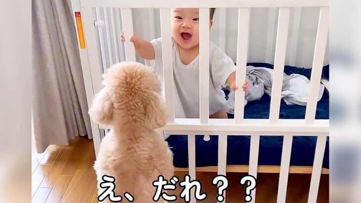 犬が暮らす家に『人間の赤ちゃんが産まれた』結果…感動的すぎる『家族のストーリー』が71万再生「素敵な話…泣いた」「本当に賢い子」と絶賛(ブログ)