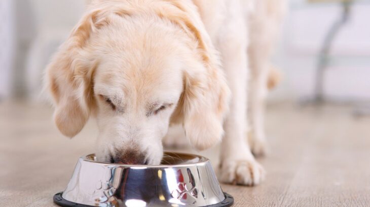 シニア犬の健康長寿をサポートするために飼い主ができること│サプリメント活用のコツ(ブログ)