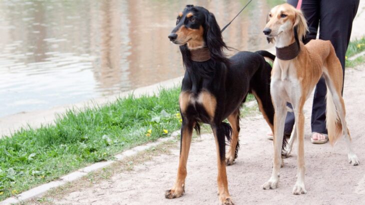 『イケメンな犬種』5選　容姿がかっこいいと言われるワンコの共通点とは？(ブログ)