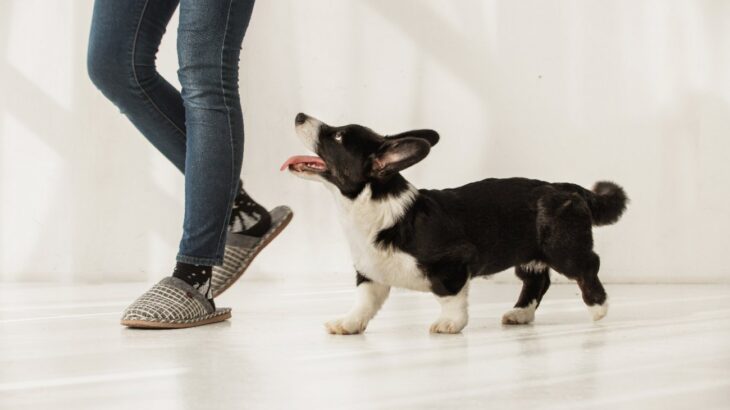 犬の『免疫力』を高める方法5選　免疫が低下しているときに感染しやすい病気とは？(ブログ)