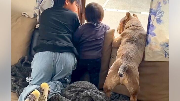 過保護に育てられた犬が『赤ちゃんの子守』をした結果…まさかの『心配性すぎる姿』が31万再生「頼もしい用心棒」「安心して見てられる」(ブログ)