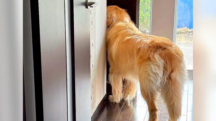 『トイレが怖い』と言う女の子に大型犬が…まさかの『ボディーガード姿』が優秀すぎると116万再生「最高の警備」「なんて優しいの」と絶賛(ブログ)