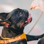 愛犬のしつけで効果的な『ご褒美のあげ方』3つ　与えるタイミングから量や種類、NG行為に至るまで徹底解説(ブログ)