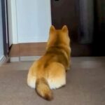 犬が『飼い主の帰りを待った』結果…玄関で見せた『切なすぎる姿』が感動的だと178万再生「絶対に寄り道できない理由」「涙出てきた」と絶賛(ブログ)