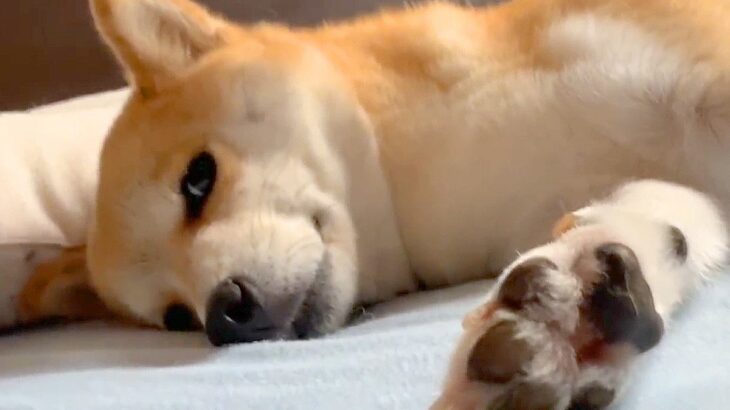 朝、犬が起こしに来たので『二度寝に誘ってみた』結果…『素直すぎる反応』が優しすぎると35万再生「なんて幸せな時間」「羨ましい」と大絶賛(ブログ)