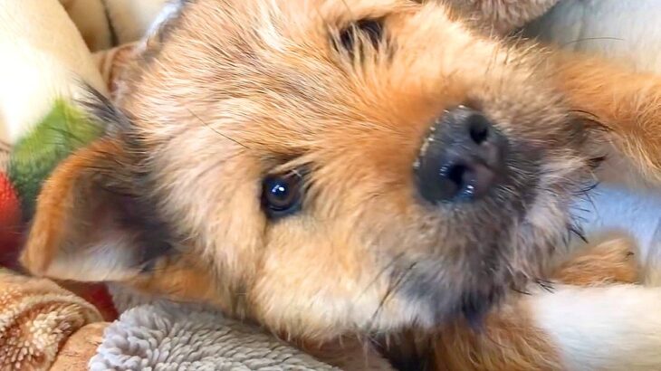 捨てられていた野犬の子犬が『人を信頼してくれた日』…初めて腕の中で抱っこできた瞬間が33万再生「赤ちゃんみたい」「愛おしくて涙」と感動(ブログ)