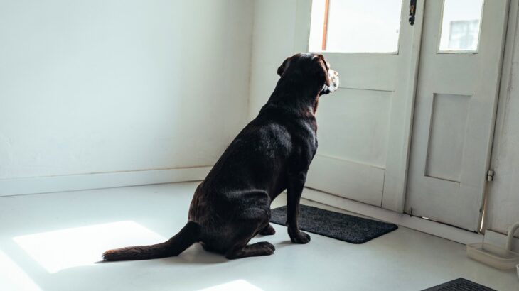 犬が『飼い主の帰宅』に敏感なのはなぜ？4つの理由と飼い主の帰宅を察知している方法とは(ブログ)