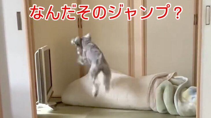 犬が『ボール遊び』をしていたら…ぴょんっ！可愛すぎる『謎のジャンプ』が86万再生「意味あるの？ｗ」「なんかカッコよくて草」と絶賛の声(ブログ)