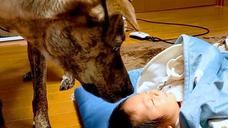 『元猟犬と赤ちゃん』が一緒に暮らした結果…想像以上に『大切にする光景』が尊いと4万再生「命懸けで守ってくれそう」「ひたすら優しい」(ブログ)