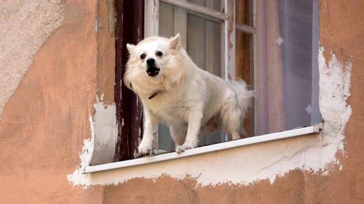 犬が窓越しに吠えるのはなぜ？理解すべき犬が吠える理由と改善させるためにできることをご紹介(ブログ)