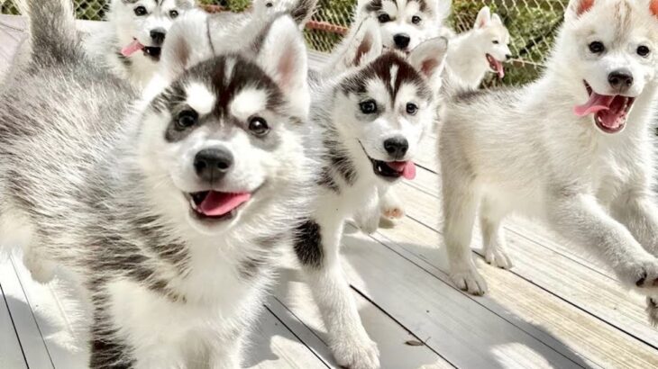赤ちゃんハスキー犬が大集合したら…まるで天国のような『可愛すぎる光景』が28万再生「天使しかいない…」「永遠に見ていられる」と悶絶(ブログ)