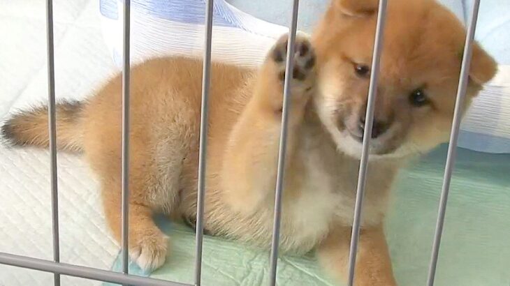 『こんなに大人しかった赤ちゃん犬が…』たったの2週間で見せた『まさかの成長』が可愛すぎると8万再生「恐ろしいほど早いｗ」「安心したのか」(ブログ)