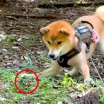 ビビリな犬が『初めてカブトムシを見た』結果…まるでコントのような『まさかの反応』が89万再生「私と同じリアクションで草」爆笑と共感の声(ブログ)