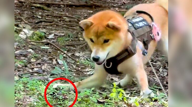 ビビリな犬が『初めてカブトムシを見た』結果…まるでコントのような『まさかの反応』が89万再生「私と同じリアクションで草」爆笑と共感の声(ブログ)