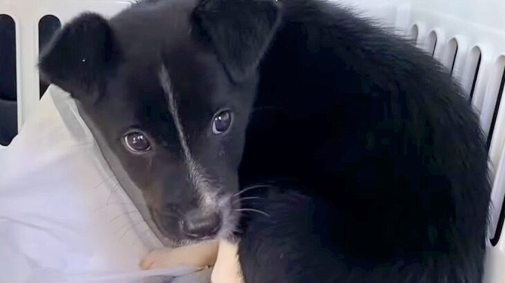 殺処分寸前だった『野犬の子犬』を保護した結果…心を開く『2ヶ月の成長記録』に感動の声「救ってくれてありがとう」「涙が出る」と3万再生(ブログ)