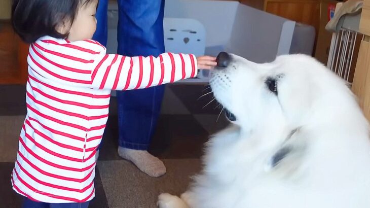 赤ちゃんが『超大型犬の前で初めて歩いた』結果…尊すぎる『大喜びな姿』が71万再生「可愛い…疲れ吹っ飛んだ」「クララが立った状態」と絶賛(ブログ)