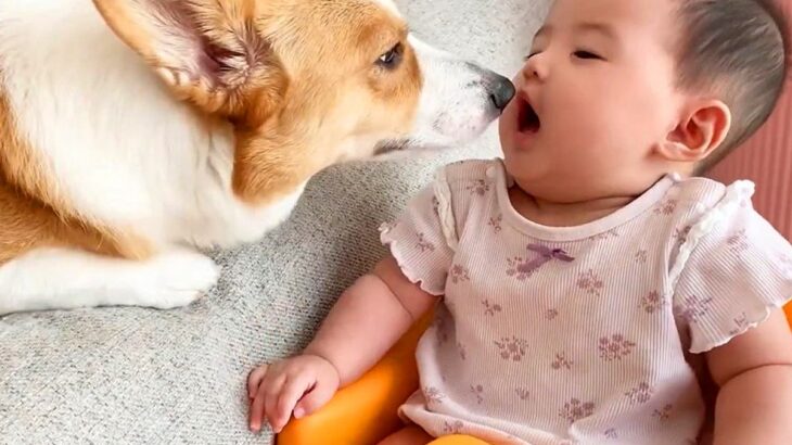 犬が『赤ちゃんの見守り』をした結果…面倒見が良すぎる『イクワンっぷり』に賞賛の声「素晴らしい」「癒されるコンビ」と2万3000再生(ブログ)