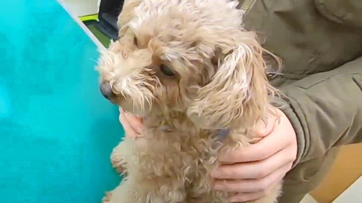 『動物病院が苦手な犬』を獣医さんに診てもらった結果…まさかの『必死の抵抗』が可愛すぎると109万再生「拒絶感すごくて草」「嫌だよねｗ」(ブログ)