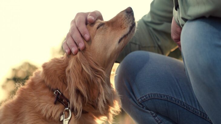 『人懐っこい犬』がよくする行動5選　甘えてきたときの正しいコミュニケーション方法とは？(ブログ)