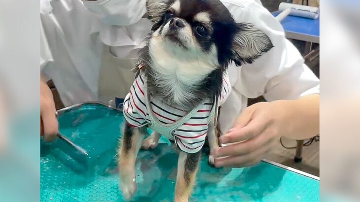 犬をトリミングに連れていったら…『なぜか固まっちゃう姿』が可愛すぎると96万再生「フリーズしてて草」「もう全てお任せしますって感じｗ」(ブログ)