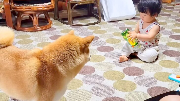 犬が『赤ちゃんに構ってもらえなくなった』結果…不器用で健気な『まさかの行動』に感動「なんか涙が出てきた」「なんて優しい世界」と19万再生(ブログ)