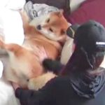 柴犬が『お散歩行かない』と駄々をこねた結果…想像以上の『拒否する姿』が可愛すぎると531万回表示「散歩行きたくない犬いるのかｗ」と爆笑(ブログ)