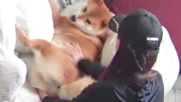 柴犬が『お散歩行かない』と駄々をこねた結果…想像以上の『拒否する姿』が可愛すぎると531万回表示「散歩行きたくない犬いるのかｗ」と爆笑(ブログ)