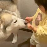 2歳の女の子とハスキー犬が一緒に暮らした結果…微笑ましすぎる軌跡『仲良し姉妹の日常』が10万回再生「優しい瞳」「素敵な関係」と賞賛(ブログ)