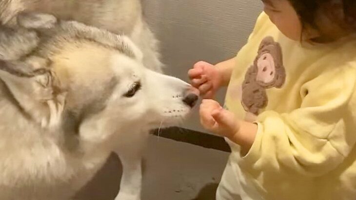 2歳の女の子とハスキー犬が一緒に暮らした結果…微笑ましすぎる軌跡『仲良し姉妹の日常』が10万回再生「優しい瞳」「素敵な関係」と賞賛(ブログ)