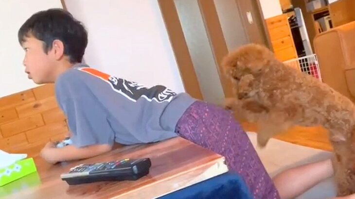 『どういう状況？』息子がゲームに夢中になっていたら、犬が…謎すぎる行動に爆笑の嵐「電車で見ちゃダメｗ」「ふたりとも最高」と254万再生(ブログ)