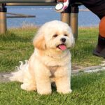 犬とお散歩していたら…近所のおばちゃんに言われた『まさかの言葉』に爆笑「ワンといわなさげｗ」「感情なくて草」と4万8000いいね集まる(ブログ)
