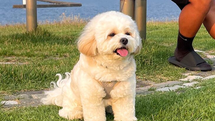 犬とお散歩していたら…近所のおばちゃんに言われた『まさかの言葉』に爆笑「ワンといわなさげｗ」「感情なくて草」と4万8000いいね集まる(ブログ)
