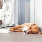 犬が『暑さ』を感じる温度とは？暑がっているときに見せるサインや温湿度管理のポイントまで(ブログ)