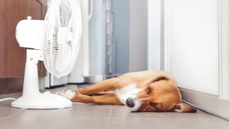 犬が『暑さ』を感じる温度とは？暑がっているときに見せるサインや温湿度管理のポイントまで(ブログ)