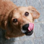犬が家の床を舐めてしまうのはなぜ？３つの主な原因と知っておくべき対策方法をご紹介(ブログ)