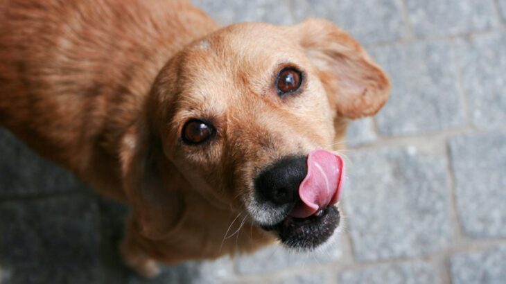 犬が家の床を舐めてしまうのはなぜ？３つの主な原因と知っておくべき対策方法をご紹介(ブログ)